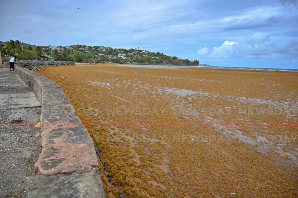 A vast bed of sargassum dominated Rockly Bay on Wednesday.  - Leeandro Noray