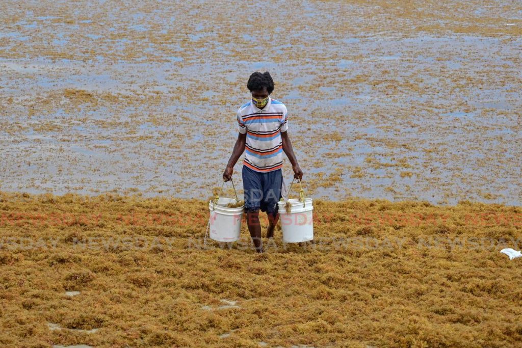 A man walks through sargassum seaweed washed ashore in Rockly Bay, Lambeau Tobago with two buckets of water. Every year Tobago’s beaches are covered in sargassum. In other islands, companies have been processing and commercialising it. - Leeandro Noray
