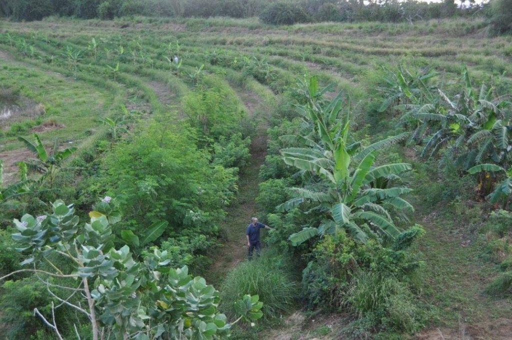 Walkers Reserve, a sand-quarry rehabilitation site in Barbados fully rehabilitated with the establishment of an array of fruit crop and plant life.   - 