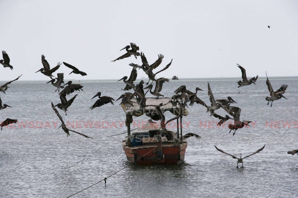 A squadron of Pelicans take flight at King's Wharf, San Fernando  - Lincoln Holder