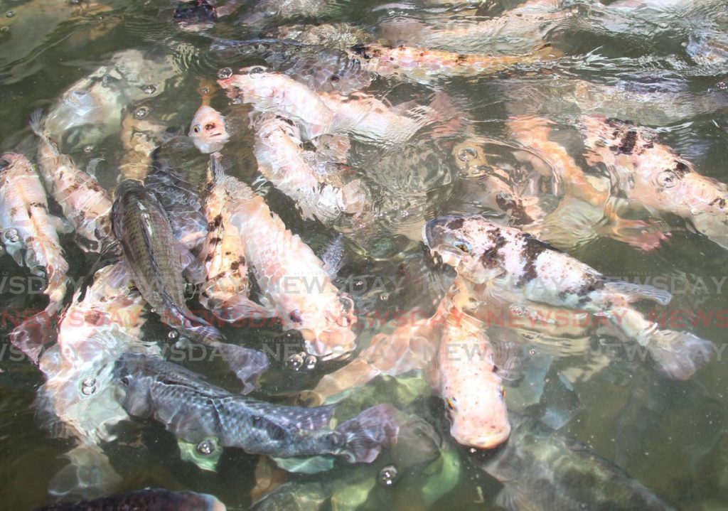Tilapia fish in one of the holding ponds at the Ministry of Agriculture’s Aquaculture Unit in Valsayn. - ROGER JACOB