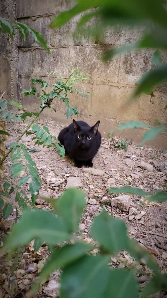 Scarlett the stray cat, is now part of our reader's family of 13 cats. -  Tabitha Ramdass