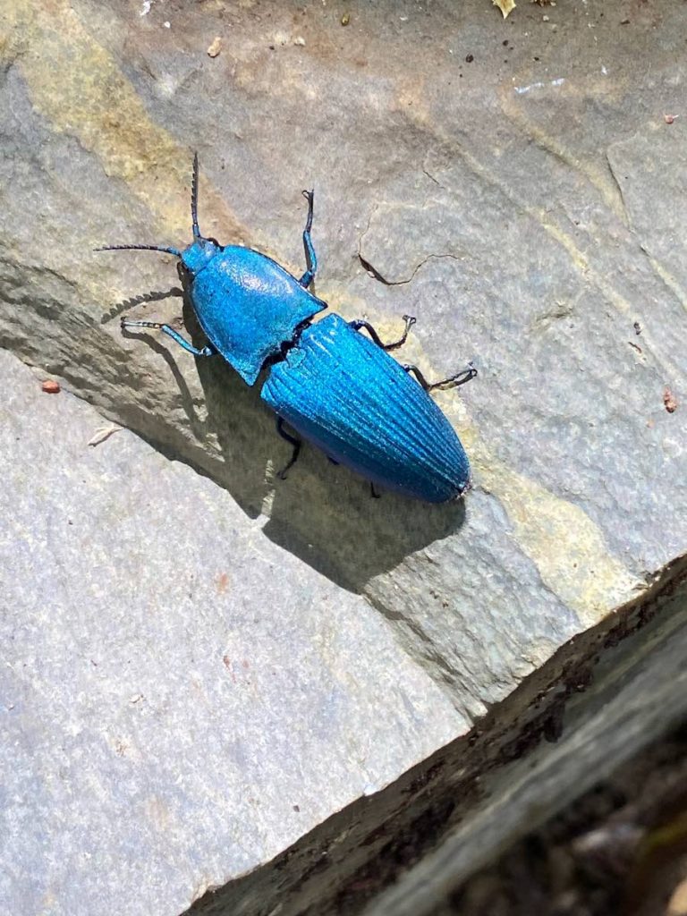 This blue firefly was found inside the Cumaca Forest. - Aaron Rogers