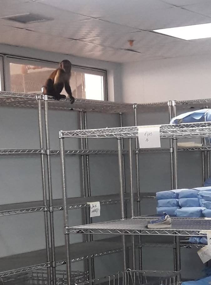 The captured monkey, enjoying his last few minutes of freedom at the Port of Spain General Hospital - 
