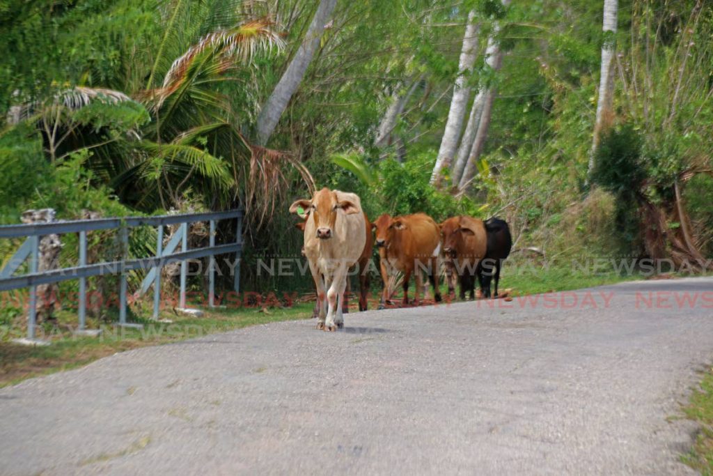 STROLLING: A group of cows strolls along the main road in Icacos.  - Marvin Hamilton