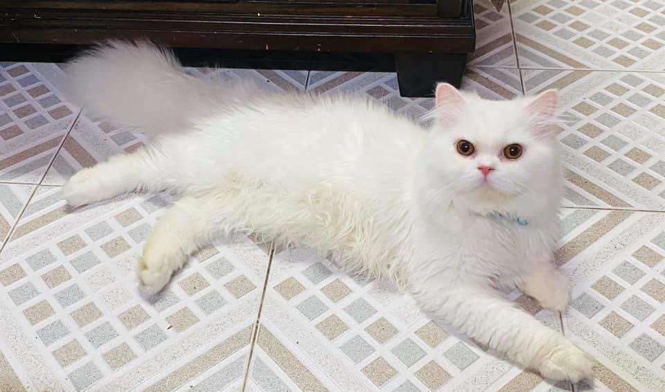 Persian Cats For Sale. Persian Kittens For Sale In Wisconsin