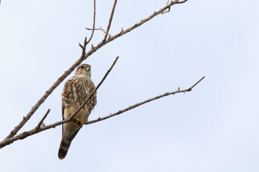 Female merlins are browner and larger than the grey-backed males.  - 