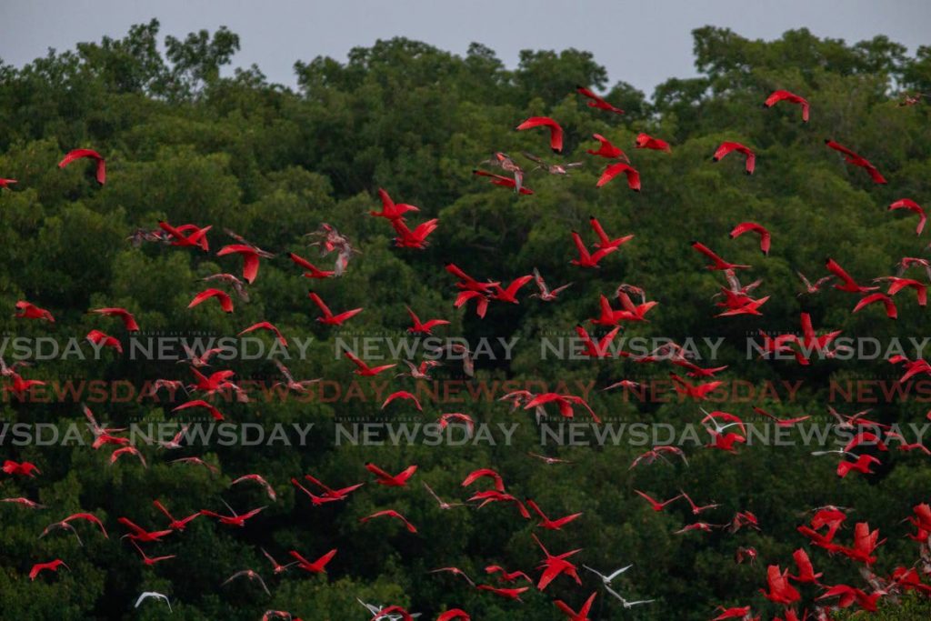 A flock of scarlet ibises, some with varying colourations, take flight along with egrets at the Caroni Bird Sanctuary last Wednesday. - JEFF K MAYERS