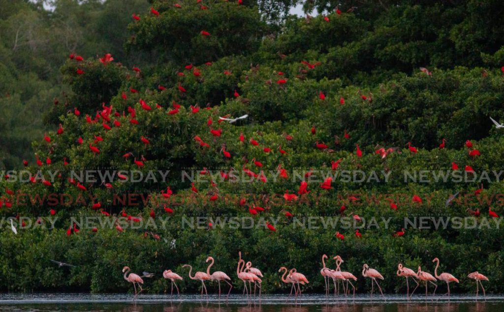 Flamingoes, in the water, and scarlet ibises, in the trees, coexist in the Caroni Swamp at the Caroni Bird Sanctuary last Wednesday. - PHOTO BY JEFF K MAYERS