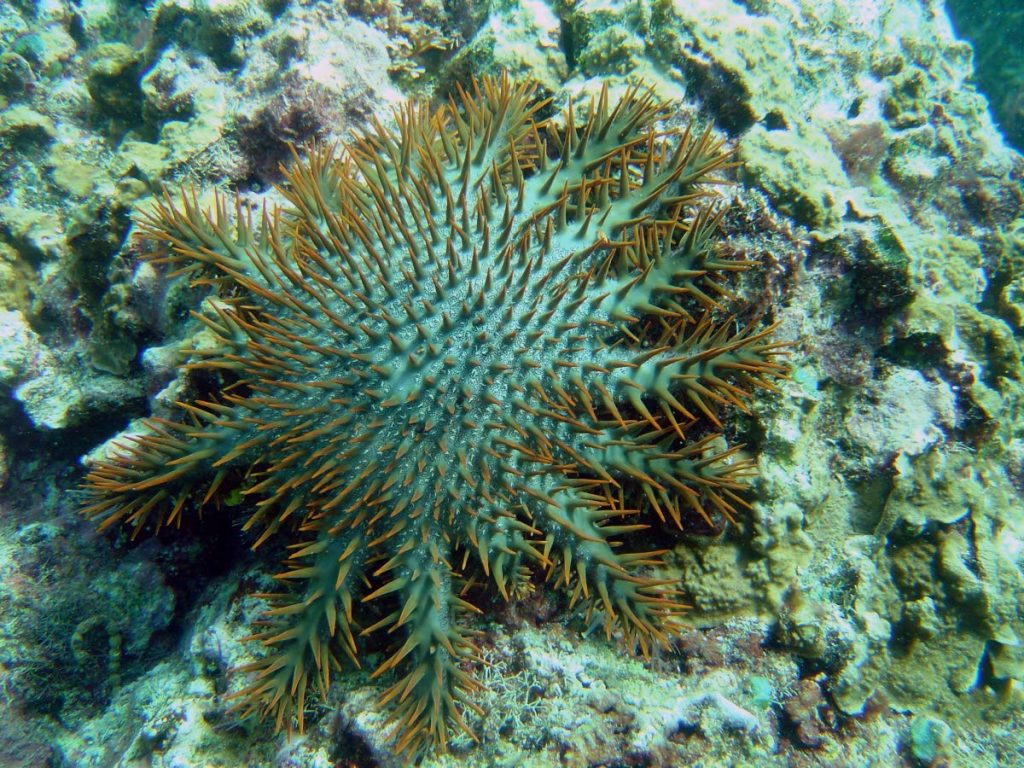 Crown of Thorns Starfish in the Mariana Islands, Guam. PHOTO COURTESY David Burdick (NOAA photo library) - 