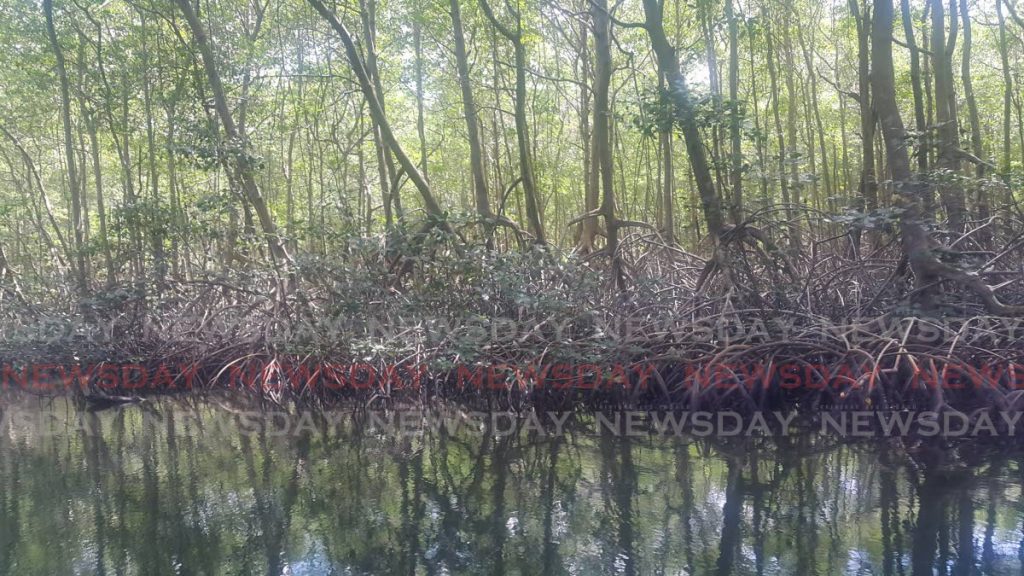Red Mangrove Forest in Caroni Swamp. Photo: Lorraine Barrow - 