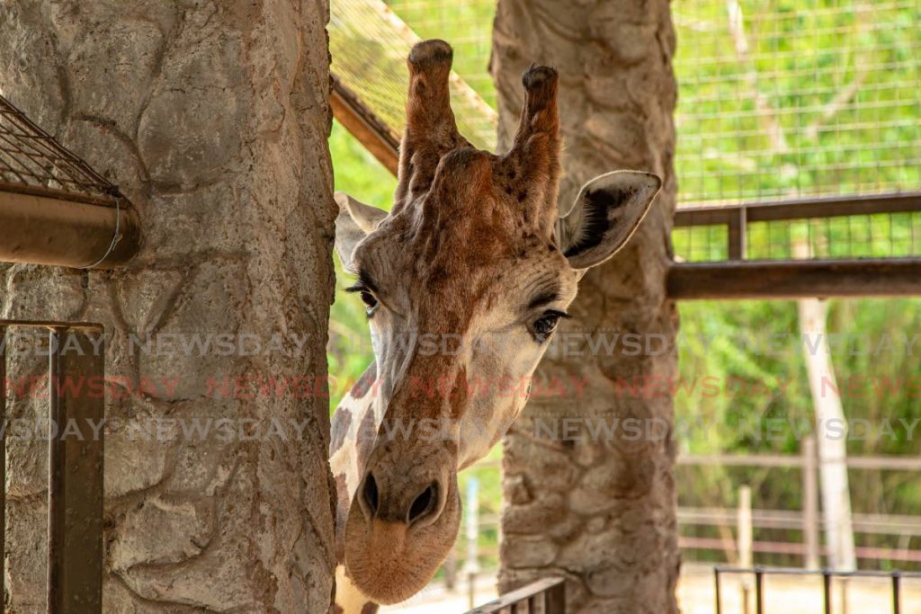 Mandela, the giraffe, waiting to be fed by patrons of the Emperor Valley Zoo which reopened on Monday after the government relaxed the restrictions put in place to stop the spread of covid19. - Jeff Mayers