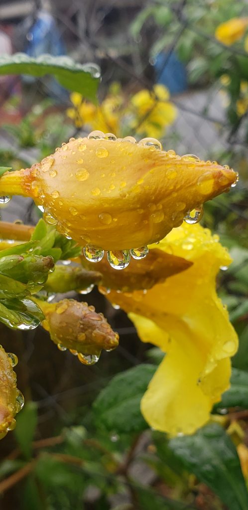 My name is Damion Melville and taking nature pictures are my passion. Got this after the rain in Point Fortin.