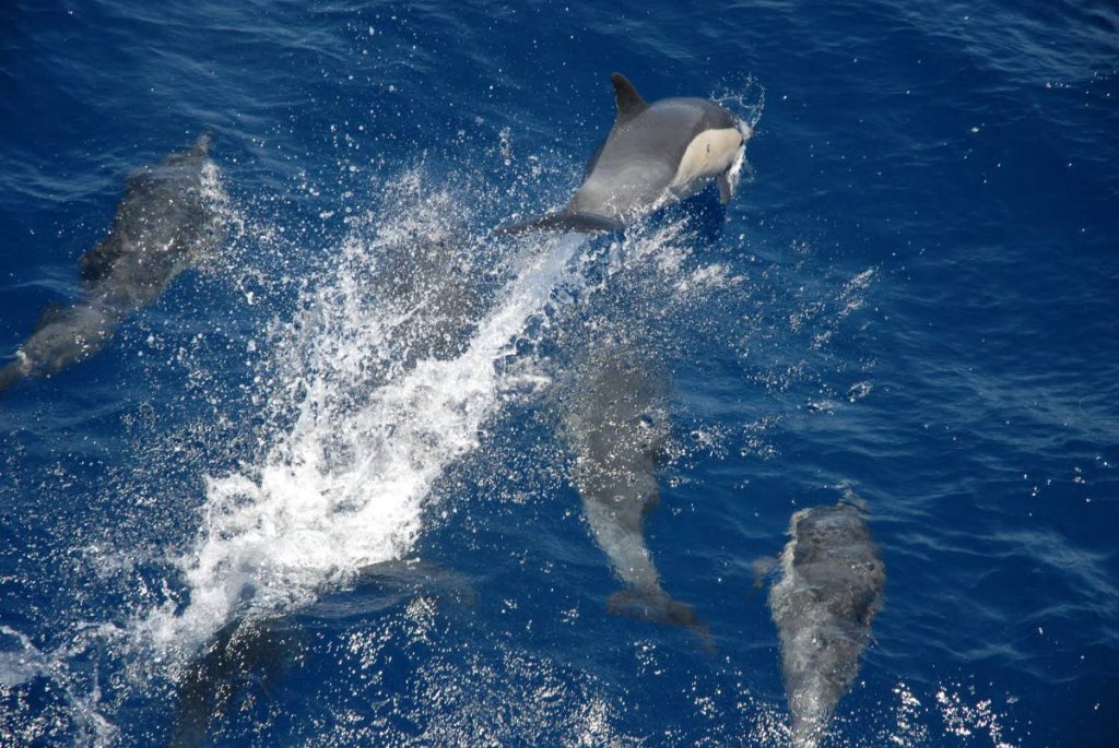 Dolphins. PHOTO BY Adam Li, NOAA/NMFS/SWFSC - 
