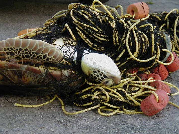 SAD END: A turtle’s sad end - snared in a Tobago fisherman’s nets.  - 