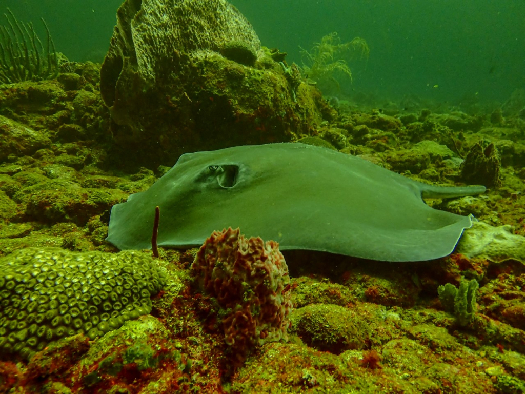 A 6ft stingray seen underwater Marble Island off the coast of Charlotteville Tobago - Zameer Rahaman