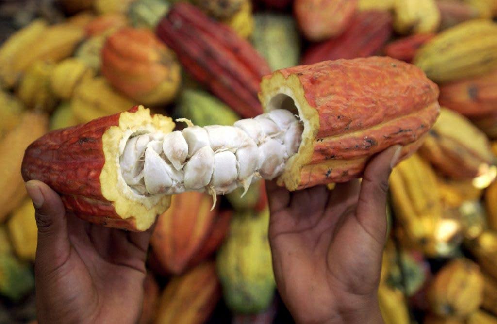 The Cocoa Research Centre’s work on the latest agricultural trends is an example of an untapped source for job creation. - 