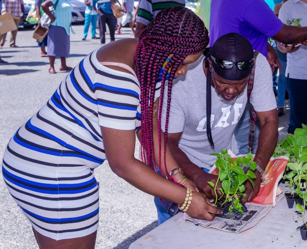 The Division of Food Production, Forestry and Fisheries distributed seedlings at Garden Side, Scarborough in June.  - 
