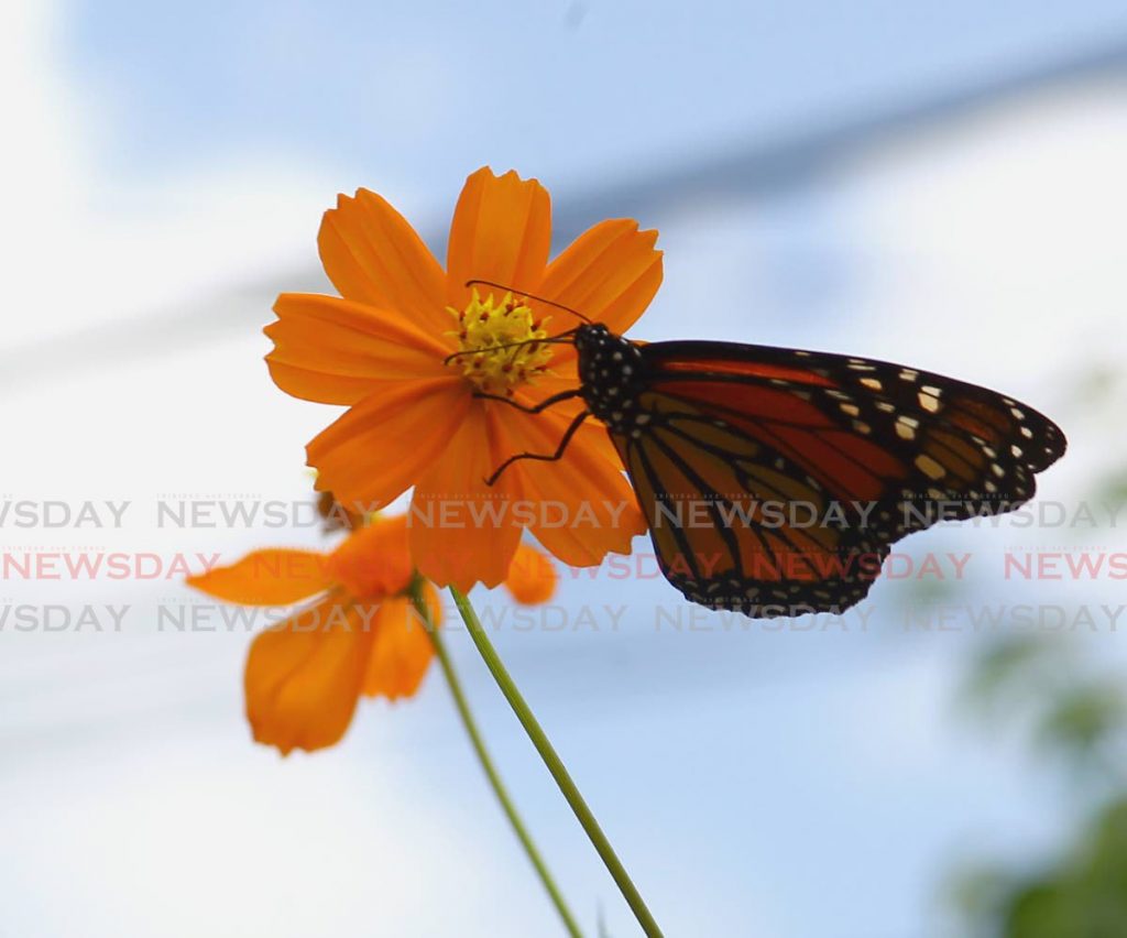 A Silver-Spotted Flambeau butterfly drinks some of the nectar from this flower, La Pastora Settlement, Santa Cruz. - ROGER JACOB