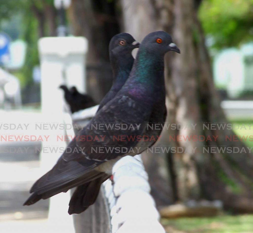 Nothing to see here: Two pigeons perched on the fence at Memorial Park, near the Queen's Park Savannah. One of them seemed perplexed as to the reason for the photo. - ROGER JACOB