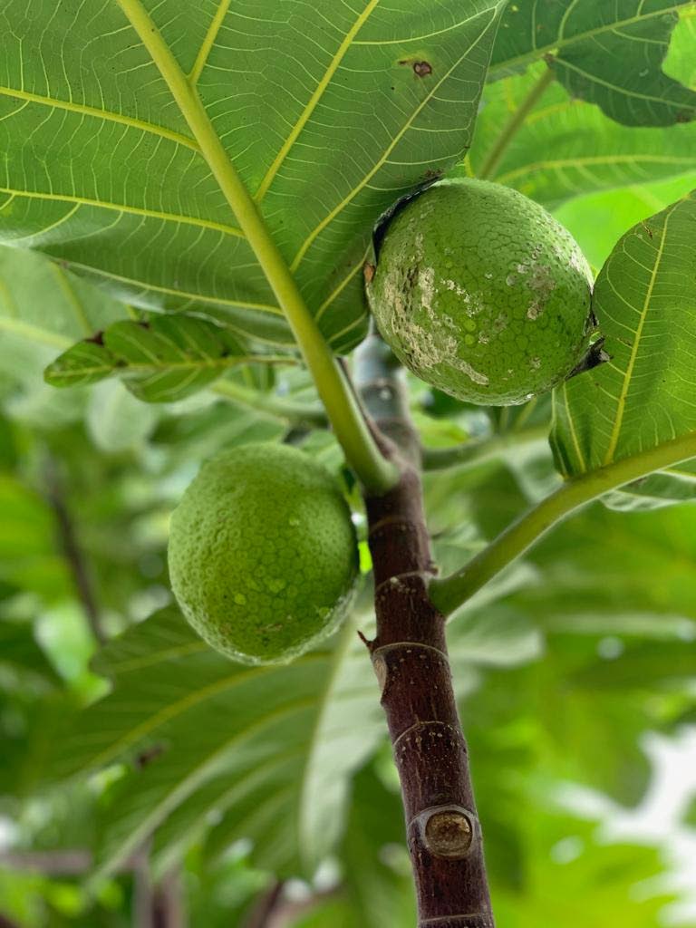 A breadfruit tree in Trincity. Photo taken from the Breadfruit Tree Project's Facebook page - 