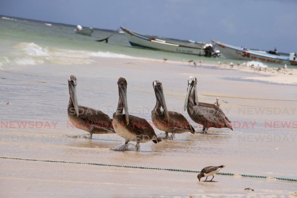 These pelicans look on as a baby tries to dig  his lunch out of the sand at Pigeon Point, Tobago.  - Ayanna Kinsale 