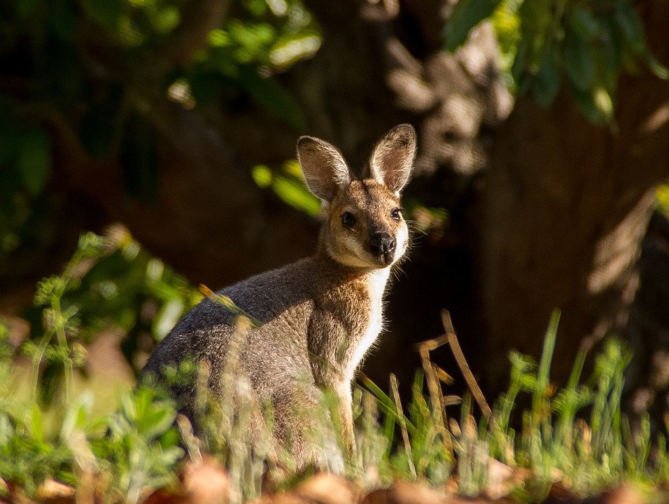 Stock photo of a Wallaby

Source: pixabay.com