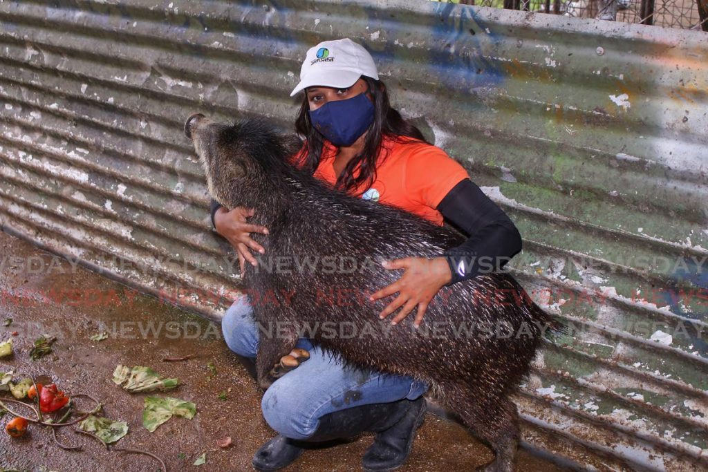 Shelly Ann Ramkissoon balances a wild hog on her lap.

PHOTOS BY CHEQUANA WHEELER