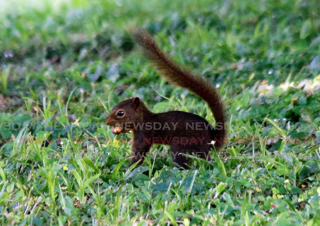 A squirrel with a fruit seed in his mouth seen running around the Royal Botanic Gardens in Port  of Spain. - Sureash Cholai