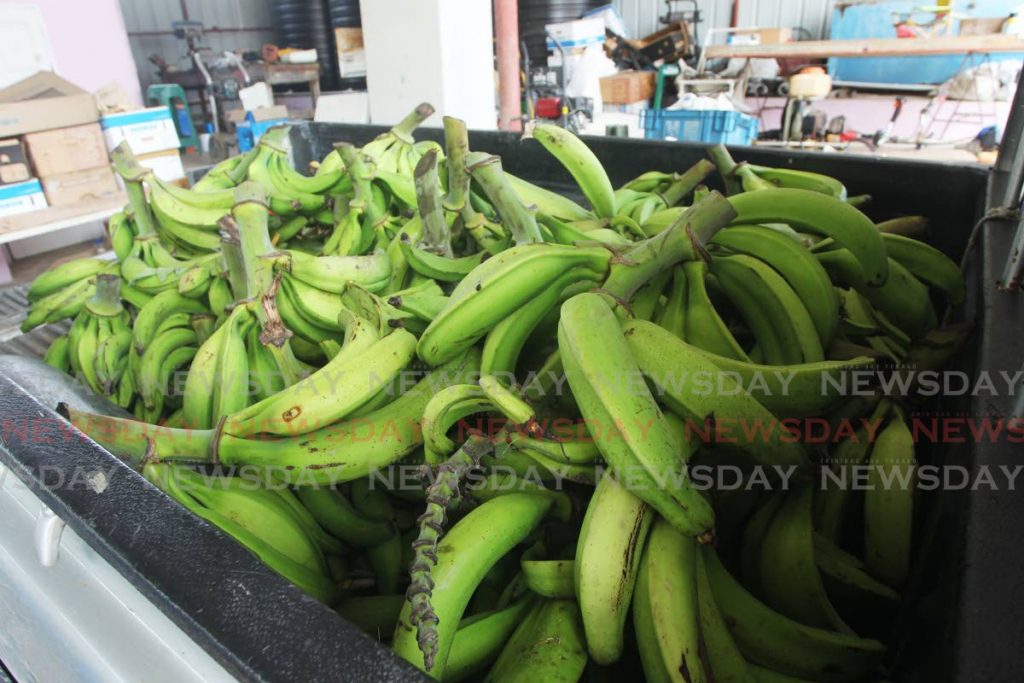 Some of the plantains which were already harvested by thieves in Borde Narve, Princes Town before they were confronted by farmers. - Lincoln Holder