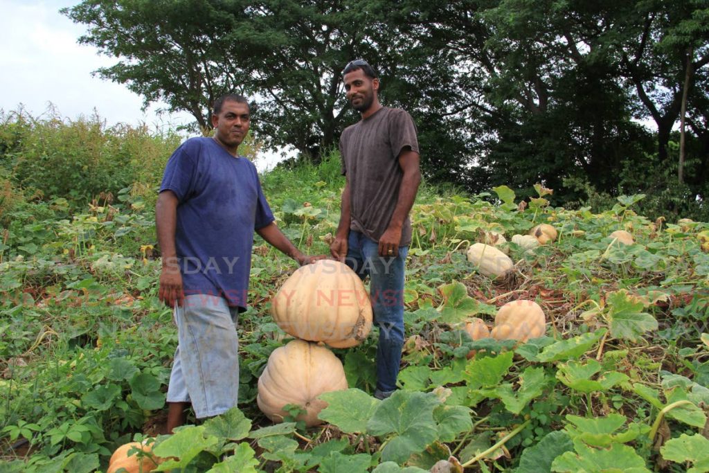 Farmer Melvin Dubrie and his nephew place a 65 pound pumpkin on top of a 60 pound pumpkin their farm in Mt. Irvine, Tobago. - Ayanna Kinsale 