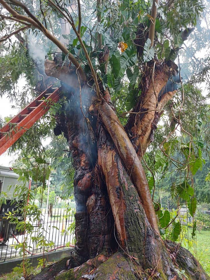 A eucalyptus tree at the Royal Botanic Gardens in Port of Spain. - 