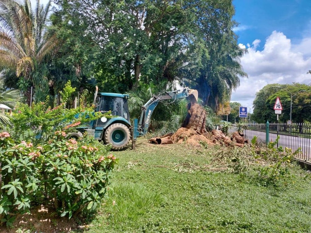 The 110-year-old eucalyptus tree at the Royal Botanic Gardens in Port of Spain which was set on fire is removed after officials determined it could not be saved. 