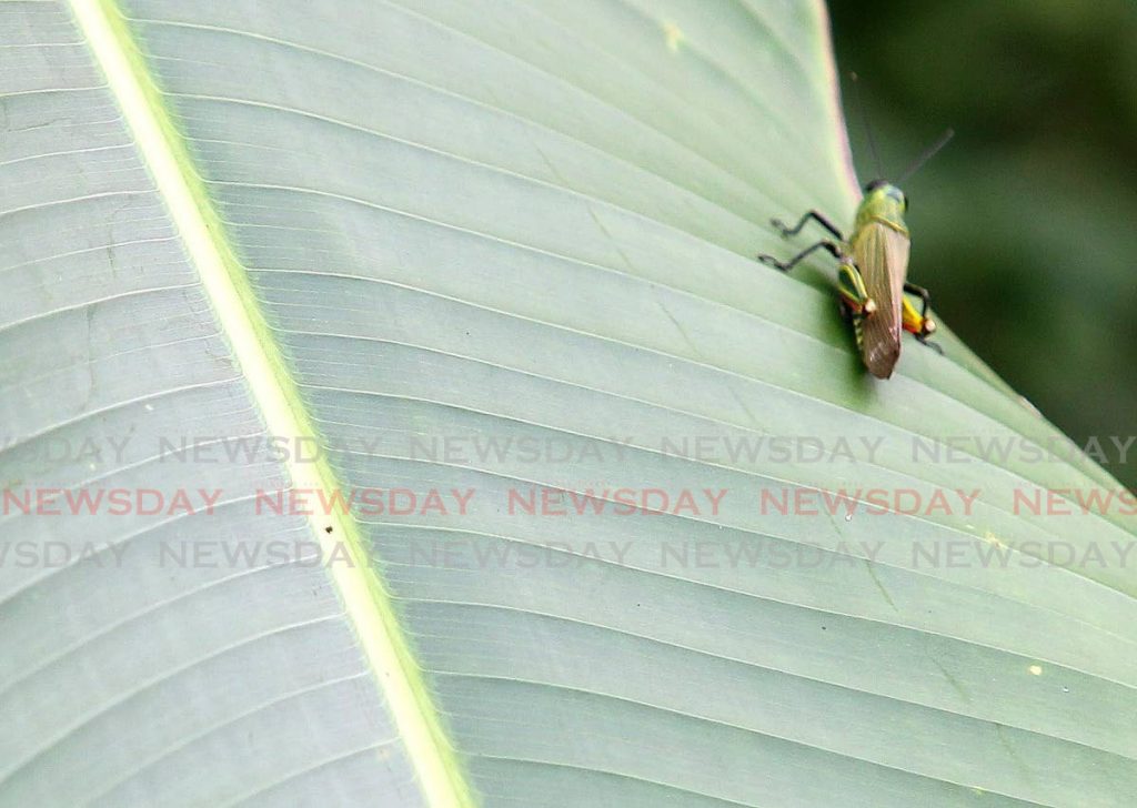 One of the millions of locusts that invaded the Rock River, Moruga area  - Lincoln Holder