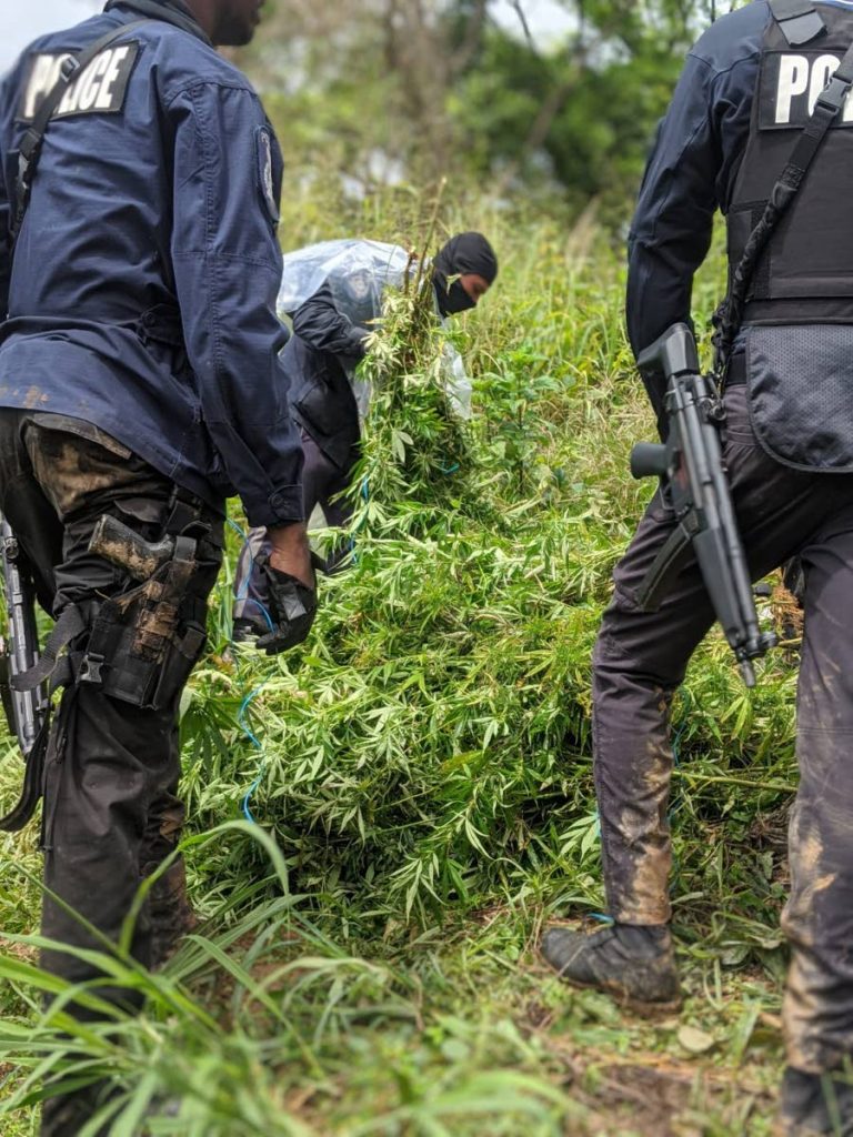 Police from the North Eastern Division stand near a pile of marijuana trees found in a forested area in Maracas Bay on Monday. 
Police said an estimaed $5 million in marijuana trees and seedlings were destroyed. 

PHOTO COURTESY TTPS
