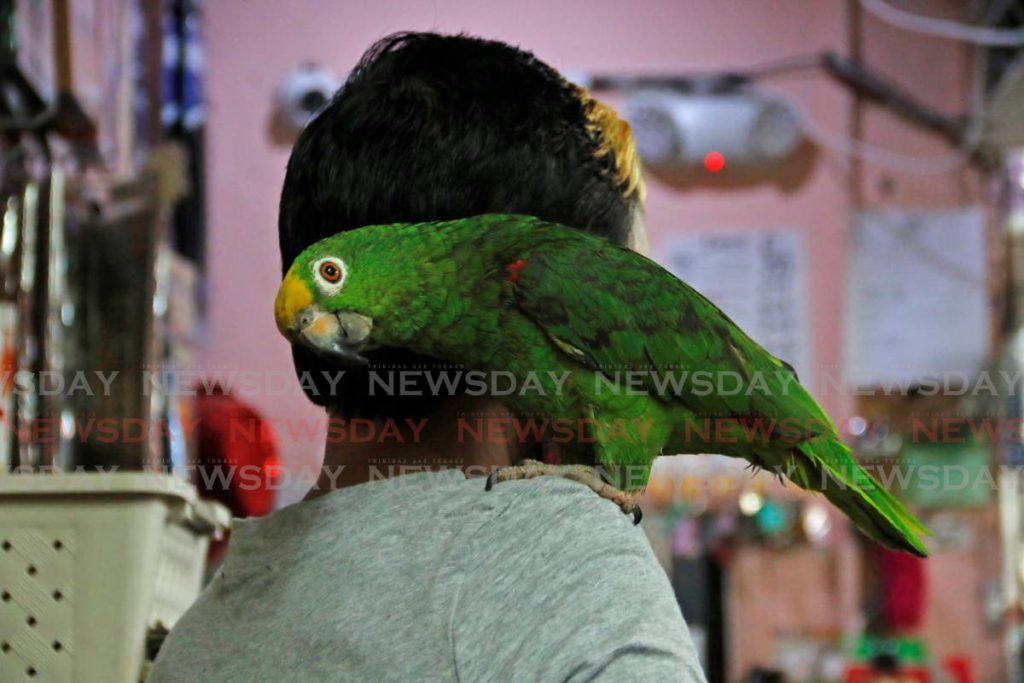 Bird-watch: Benson the parrot keeps its owner company at the Santa Hair and Wig Store on Point-A-Pierre road, San Fernando. - MARVIN HAMILTON