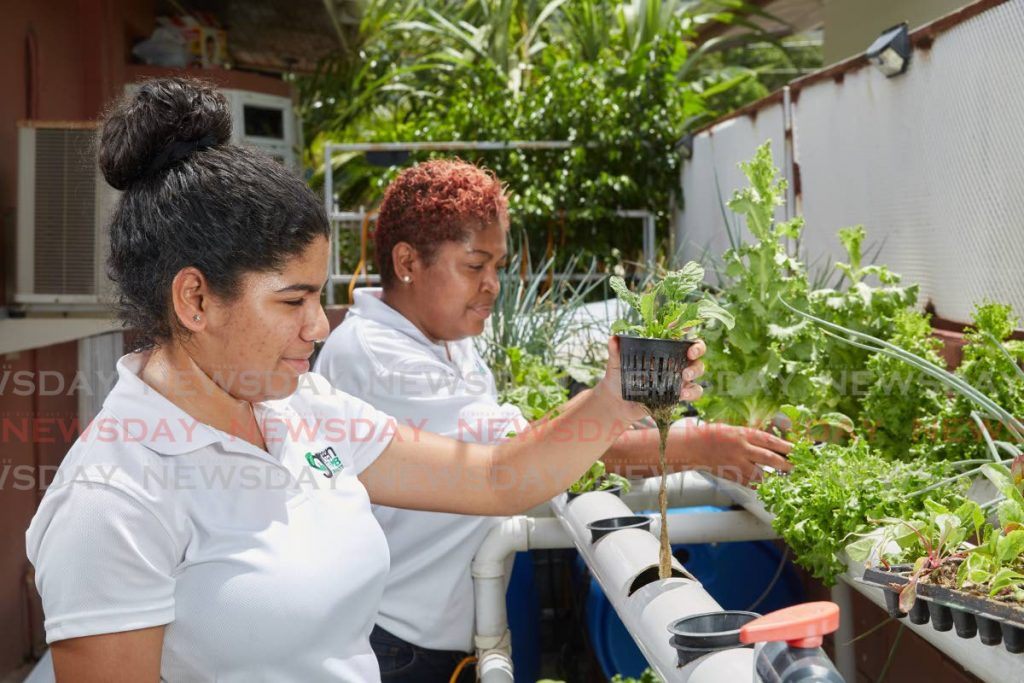 In this file photo, Lesley Bernard and her daughter, Kaitlyn tend to their crops. organic food production and more efficient ways of getting produce to consumers are among green business trends. - Antony Scully