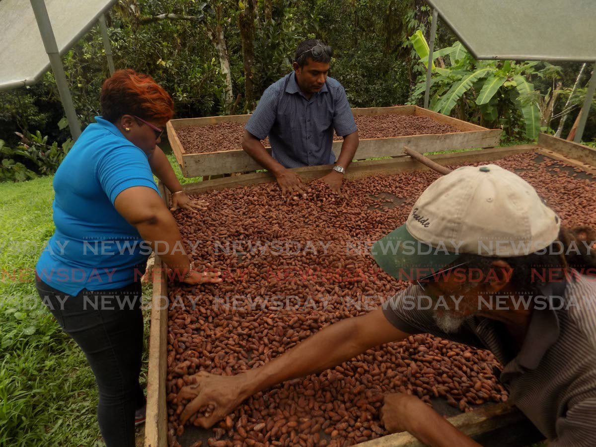 TT Cocoa Farmers Earn $18 Million In Two Years