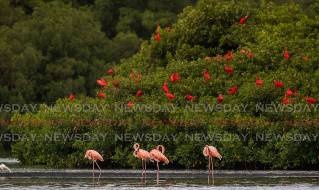 Flamingoes and scarlet ibis nest alongisde each other in the Caroni Swamp during a media tour with Nanan's Tours in June. Public tours can resume once more, the Prime Minister announced on Saturday. PHOTO BY JEFF MAYERS - 