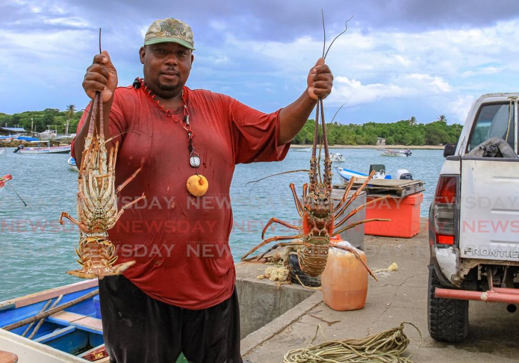FILE PHOTO: Fisherman Andel Daniel holds up two lobsters, part of the day's catch at Bucco Beach, Tobago, on October 2. IMA research officer Daniel Robinson says mariculture could contribute to a consistent year-round supply of seafood in Trinidad and Tobago - Ayanna Kinsale