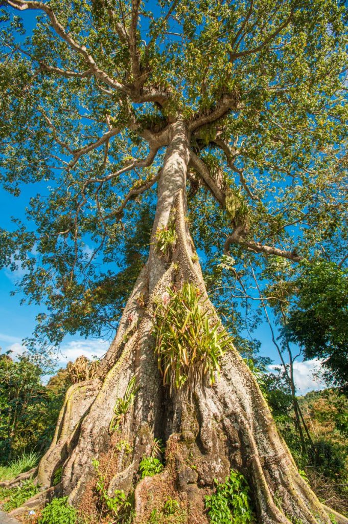 A large silk cotton tree near the town of Runnemede. Silk cotton trees are said to be haunted by jumbies. PHOTO COURTESY DIQE  - 