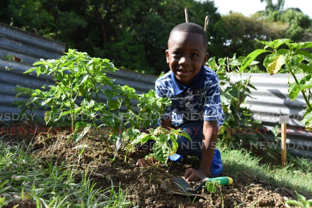 Jhaylen Edwards tends to his pimento pepper plants in his garden at Bethel, Tobago - 