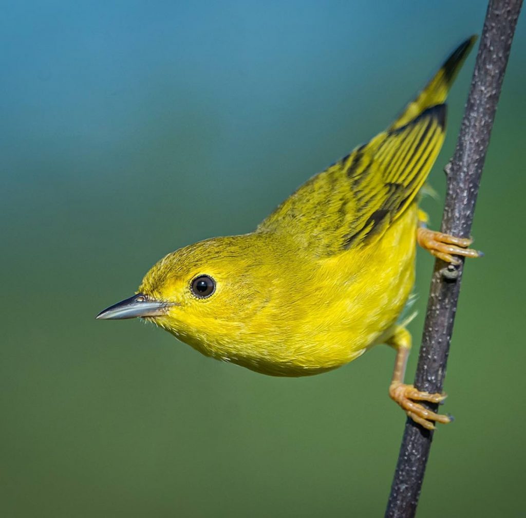 Yellow warbler - 