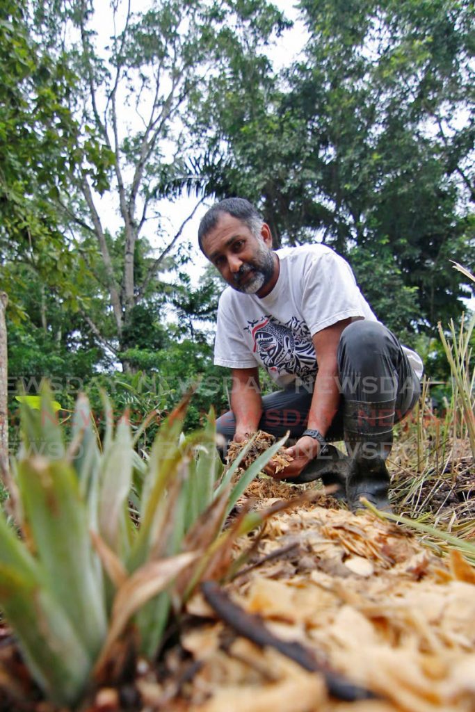 Erle Rahaman-Noronha places mulch on a bed of more than 20  crops, including pineapples, cassava, lettuce, tomatoes, dasheen grown using the syntropic farming technique. - Marvin Hamilton