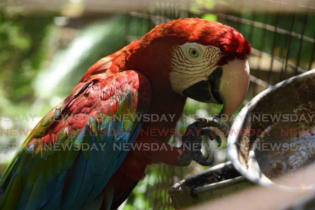 Rio the Macaw at the Genesis Nature Park Tobago and Art Gallery at Grandy Gully, Goodwood, Tobago. - Ayanna Kinsale 