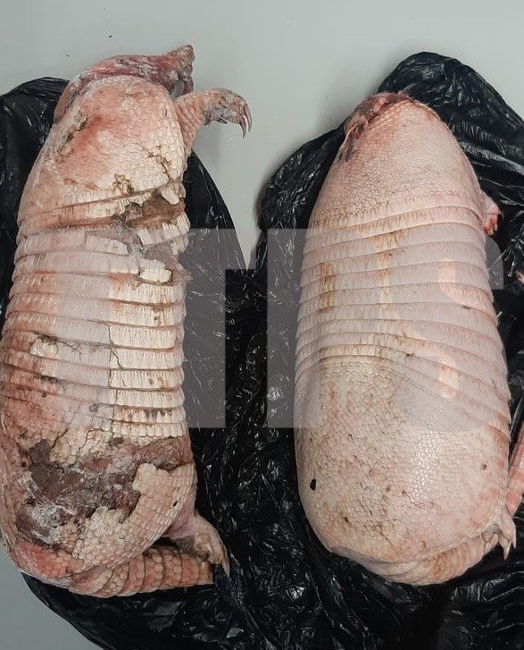 JULIE ALEXIS and JAKIM SYDNEY both of San Pedro Road, Rio Claro, were arrested and charged for possession of animals listed in the Third Schedule of the Conservation of Wildlife Act, namely Armadillo carcass. 

Photo courtesy TTPS