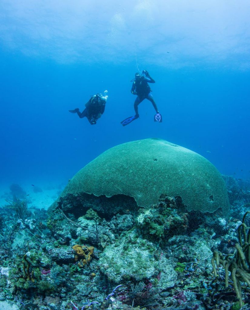 Diving in the northeast Tobago Reserve, where one of the world’s largest brain coral is located. PHOTO COURTESY MARITIME OCEAN COLLECTION  - 
