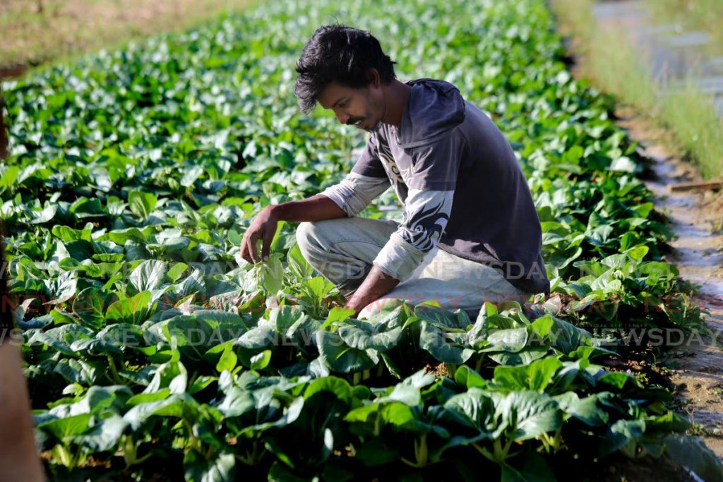 In this April file photo, Aranquez farmer Chris Manan attends to his crop of bok choy in his garden. Coming out of covid19, the Government has the Roadmap to Recovery with a focus on food security. - SUREASH CHOLAI