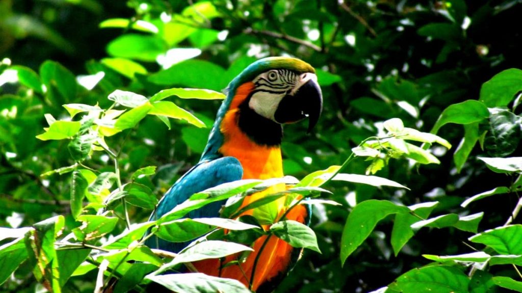 Released macaw enjoys the vegetation. - 