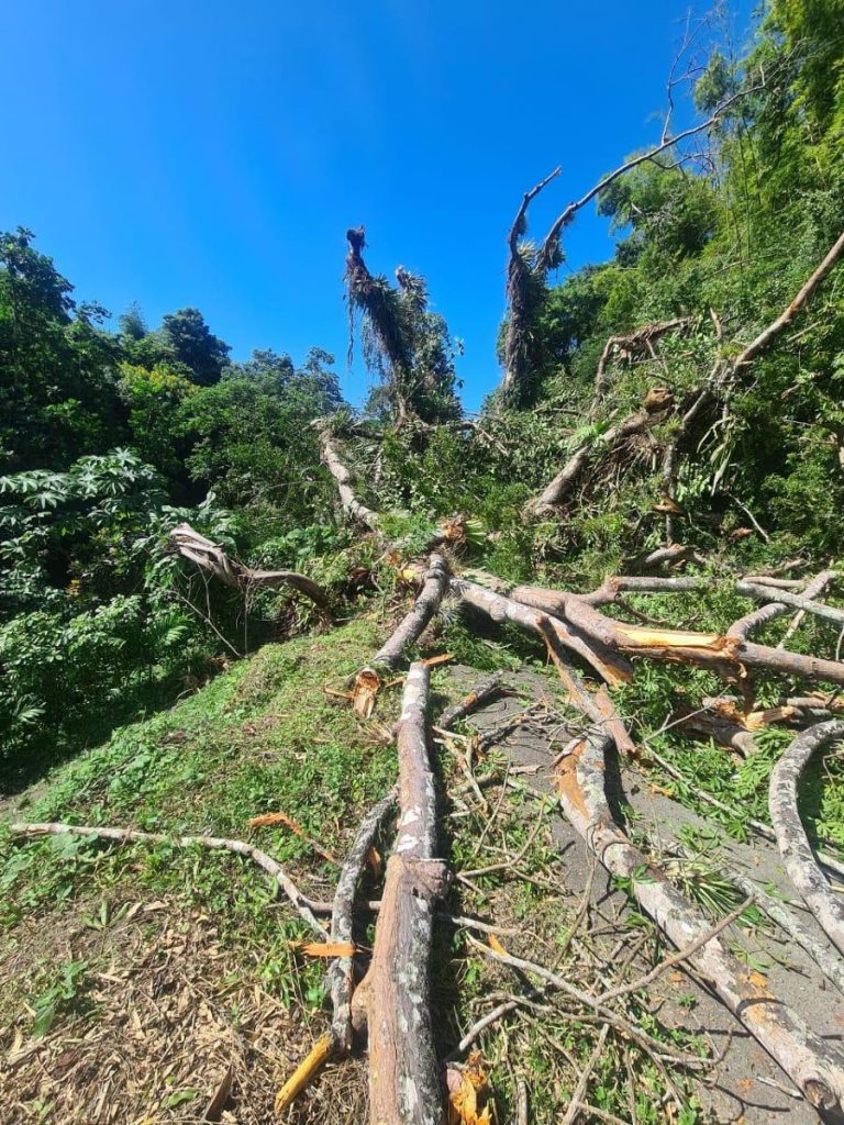 The century-old silk cotton tree in Golden Lane, Tobago fell on Wednesday. PHOTO COURTESY THA. 